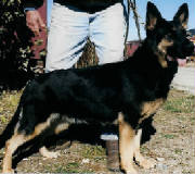 AKCregistered german shepherd puppies