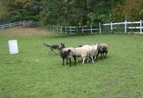 TheoHerdingSheep014sm.JPG
